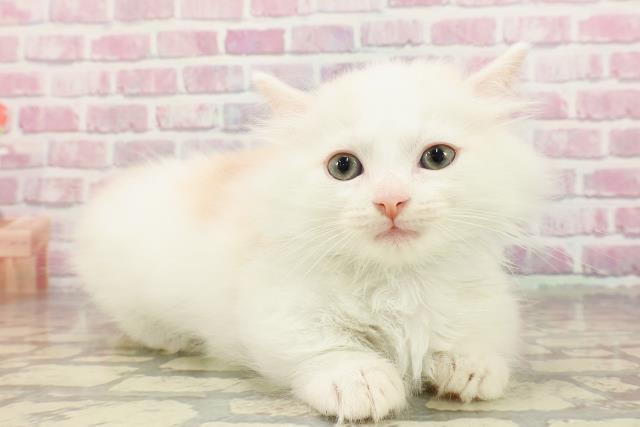群馬県のマンチカン (Coo&RIKU高崎店/2025年4月19日生まれ/男の子/クリームタビーホワイト)の子猫の3枚目の画像