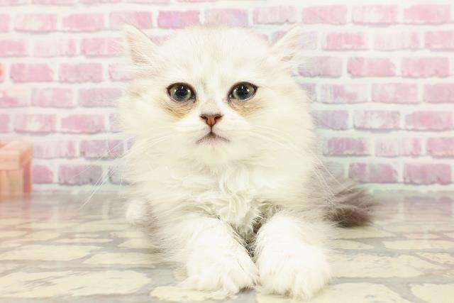 東京都のマンチカン (Coo&RIKU三軒茶屋店/2025年4月19日生まれ/男の子/シルバータビーホワイト)の子猫