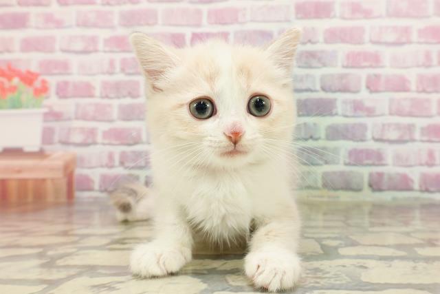 東京都のマンチカン (Coo&RIKU赤坂店/2025年4月20日生まれ/女の子/ダイリュートキャリコ)の子猫