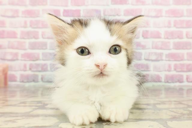 東京都のミヌエット (Coo&RIKU赤坂店/2025年4月13日生まれ/男の子/ブラウンタビーホワイト)の子猫