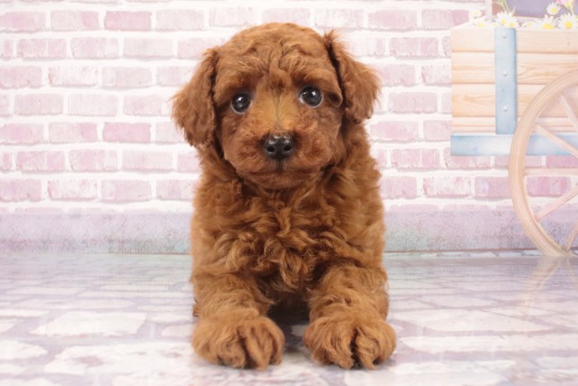 京都府のティーカッププードル (Coo&RIKU舞鶴店/2025年4月17日生まれ/男の子/レッド)の子犬