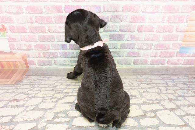 神奈川県のパグ (Coo&RIKU平塚店/2025年4月21日生まれ/女の子/ブラック)の子犬の4枚目の画像