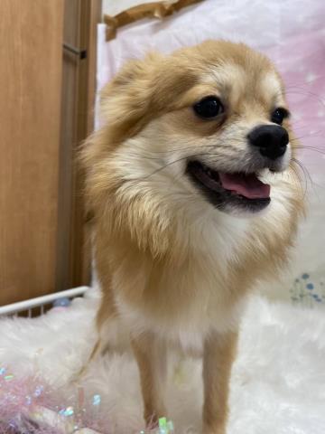 神奈川県のポメチワ/チワポメ/ポメチー(ポメラニアン×チワワ) (Coo&RIKU平塚店/2025年4月18日生まれ/男の子/フォーン)の子犬の4枚目の画像