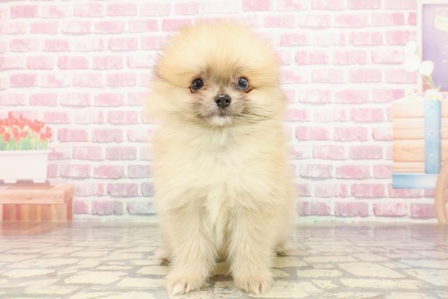 千葉県のポメラニアン (Coo&RIKU八街店/2025年4月20日生まれ/男の子/オレンジ)の子犬