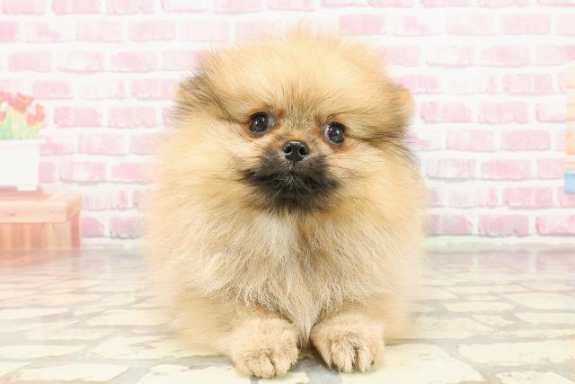 石川県のポメラニアン (Coo&RIKU金沢店/2025年4月17日生まれ/女の子/オレンジ)の子犬の1枚目の画像