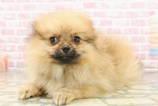 石川県のポメラニアン (Coo&RIKU金沢店/2025年4月17日生まれ/女の子/オレンジ)の子犬の2枚目の画像