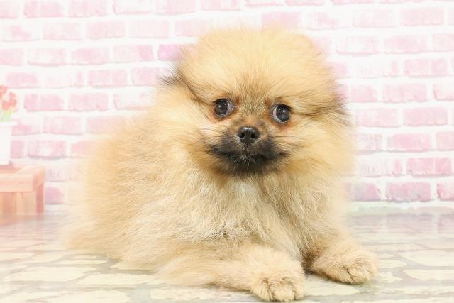 石川県のポメラニアン (Coo&RIKU金沢店/2025年4月17日生まれ/女の子/オレンジ)の子犬の3枚目の画像