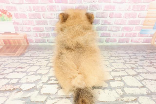 石川県のポメラニアン (Coo&RIKU金沢店/2025年4月17日生まれ/女の子/オレンジ)の子犬の4枚目の画像