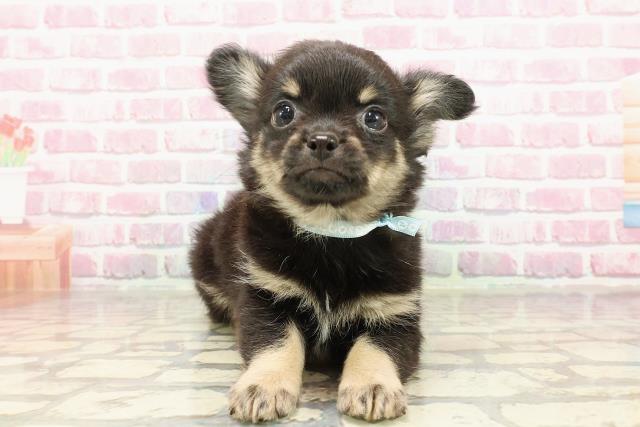 神奈川県のチワワ(ロング) (Coo&RIKU平塚店/2025年4月21日生まれ/男の子/ブラックタン)の子犬