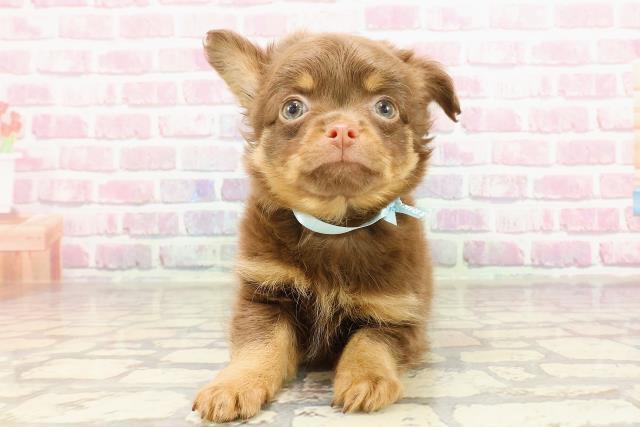 茨城県のチワワ(ロング) (Coo&RIKU筑西店/2025年4月21日生まれ/男の子/チョコレートタン)の子犬