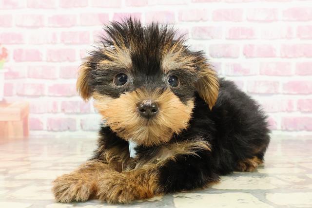 北海道のヨークシャーテリア (Coo&RIKU札幌東店/2025年4月22日生まれ/男の子/スチールブルータン)の子犬の2枚目の画像
