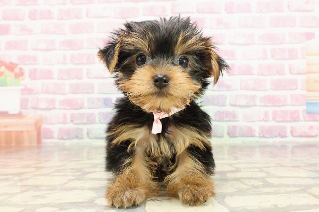 静岡県のヨークシャーテリア (Coo&RIKU掛川店/2025年4月22日生まれ/女の子/スチールブルータン)の子犬の1枚目の画像