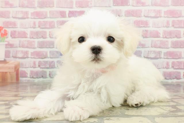 神奈川県のマルチーズ (Coo&RIKU横浜青葉店/2025年4月11日生まれ/女の子/ホワイト)の子犬の2枚目の画像