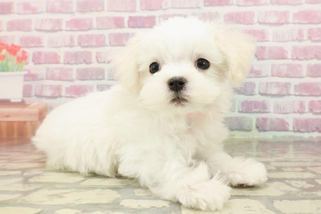 神奈川県のマルチーズ (Coo&RIKU横浜青葉店/2025年4月11日生まれ/女の子/ホワイト)の子犬の3枚目の画像