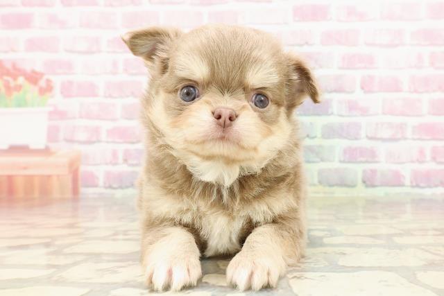 東京都のチワワ(ロング) (Coo&RIKU中野サンモール店/2025年4月20日生まれ/男の子/イザベラタン)の子犬の1枚目の画像