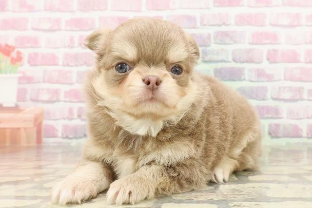 東京都のチワワ(ロング) (Coo&RIKU中野サンモール店/2025年4月20日生まれ/男の子/イザベラタン)の子犬の2枚目の画像