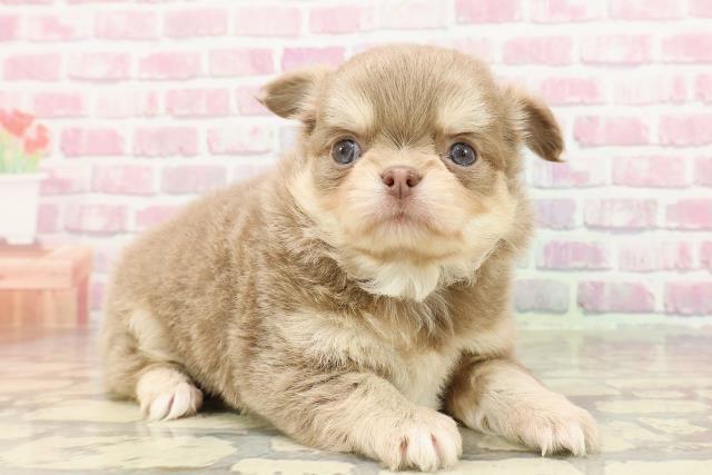 東京都のチワワ(ロング) (Coo&RIKU中野サンモール店/2025年4月20日生まれ/男の子/イザベラタン)の子犬の3枚目の画像