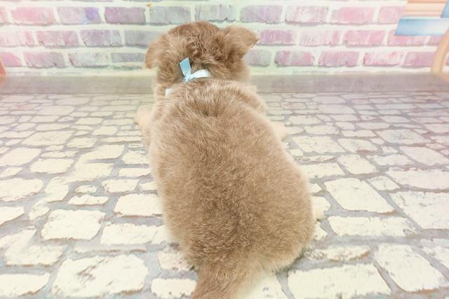東京都のチワワ(ロング) (Coo&RIKU中野サンモール店/2025年4月20日生まれ/男の子/イザベラタン)の子犬の4枚目の画像