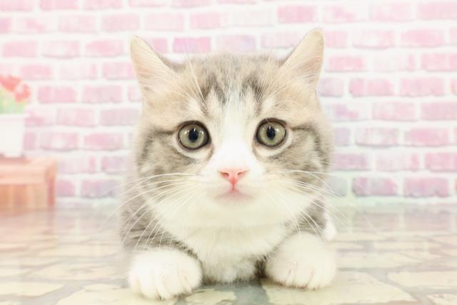 神奈川県のマンチカン (Coo&RIKU平塚店/2025年4月21日生まれ/男の子/ブルータビーホワイト)の子猫