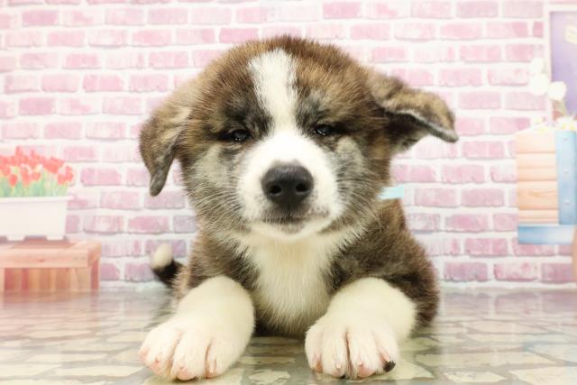 秋田犬