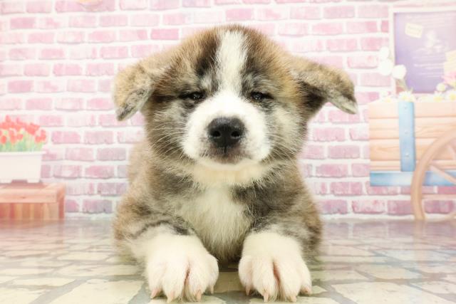 東京都の秋田犬 (Coo&RIKU足立本店/2025年4月22日生まれ/男の子/虎)の子犬の1枚目の画像