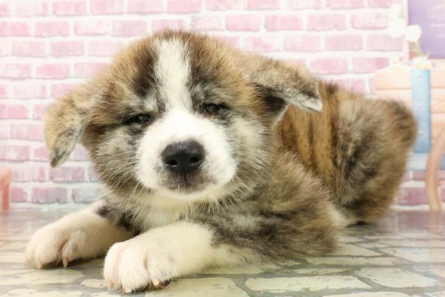 東京都の秋田犬 (Coo&RIKU足立本店/2025年4月22日生まれ/男の子/虎)の子犬の2枚目の画像