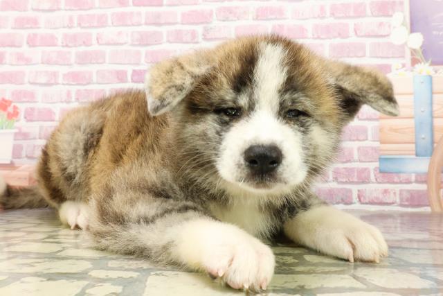 東京都の秋田犬 (Coo&RIKU足立本店/2025年4月22日生まれ/男の子/虎)の子犬の3枚目の画像