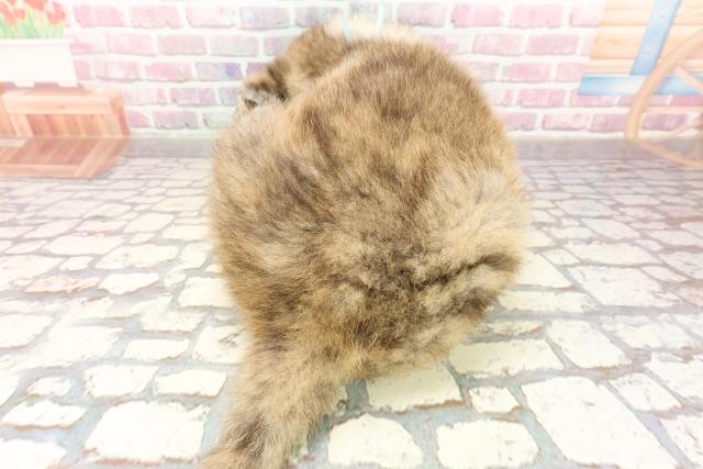 東京都の秋田犬 (Coo&RIKU足立本店/2025年4月22日生まれ/男の子/虎)の子犬の4枚目の画像