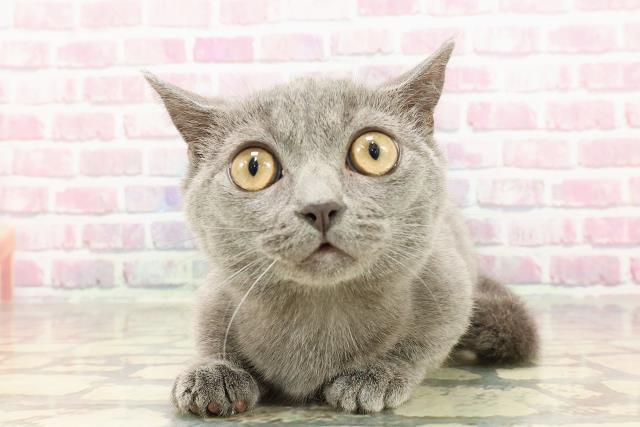 東京都のマンチカン (Coo&RIKU武蔵小山店/2025年2月18日生まれ/女の子/ブルー)の子猫
