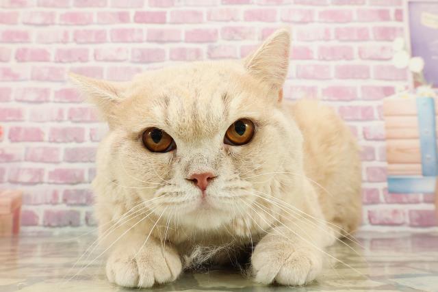 ブリティッシュショートヘアー