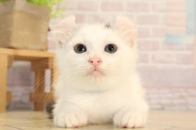 愛知県のアメリカンカール (Coo&RIKU半田店/2025年4月14日生まれ/男の子/シルバータビーホワイト)の子猫の1枚目の画像