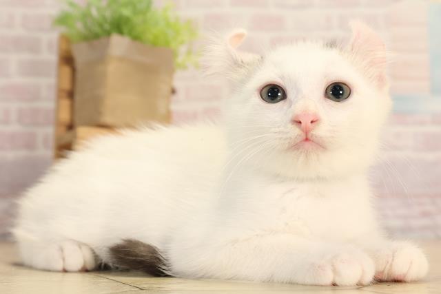 愛知県のアメリカンカール (Coo&RIKU半田店/2025年4月14日生まれ/男の子/シルバータビーホワイト)の子猫の2枚目の画像