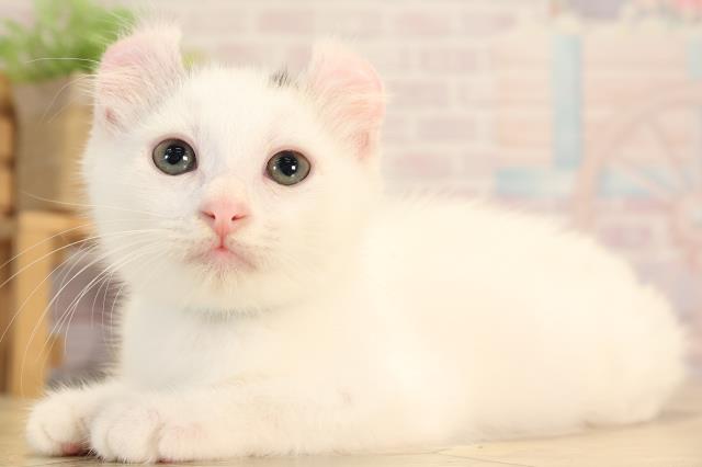 愛知県のアメリカンカール (Coo&RIKU半田店/2025年4月14日生まれ/男の子/シルバータビーホワイト)の子猫の3枚目の画像
