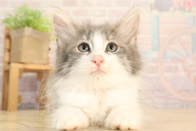 ノルウェージャン・フォレストキャット