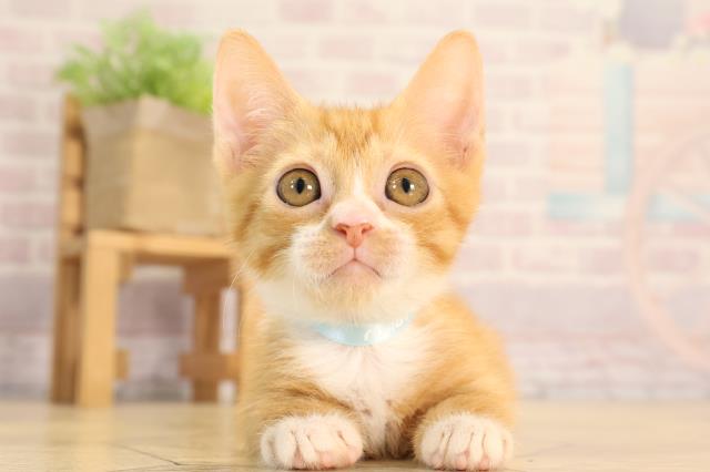 三重県のバンビーノ (Coo&RIKU津高茶屋店/2025年3月25日生まれ/男の子/レッドタビーホワイト)の子猫の1枚目の画像