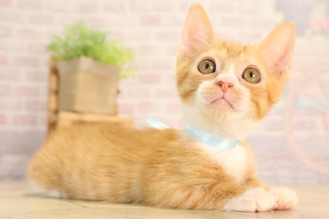 三重県のバンビーノ (Coo&RIKU津高茶屋店/2025年3月25日生まれ/男の子/レッドタビーホワイト)の子猫の2枚目の画像