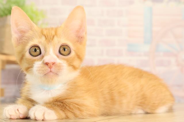 三重県のバンビーノ (Coo&RIKU津高茶屋店/2025年3月25日生まれ/男の子/レッドタビーホワイト)の子猫の3枚目の画像