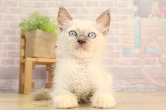 岐阜県のラグドール (Coo&RIKU岐南店/2025年4月19日生まれ/女の子/ブルーポイントミテッド)の子猫の1枚目の画像
