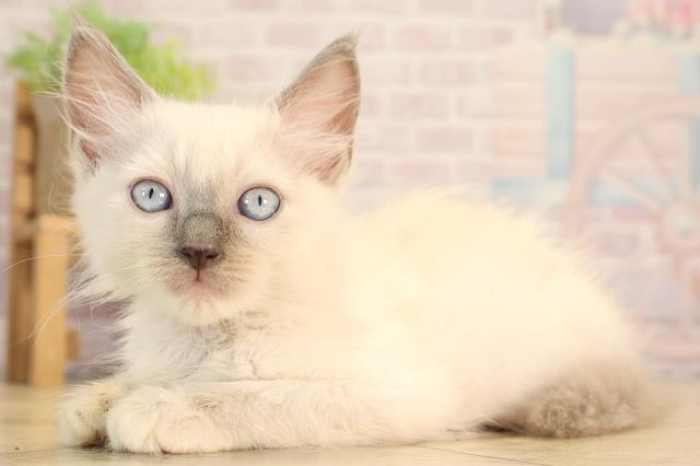 岐阜県のラグドール (Coo&RIKU岐南店/2025年4月19日生まれ/女の子/ブルーポイントミテッド)の子猫の3枚目の画像