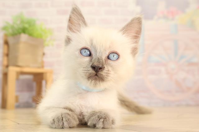 愛知県のラグドール (Coo&RIKU半田店/2025年4月19日生まれ/男の子/ブルーポイントミテッド)の子猫