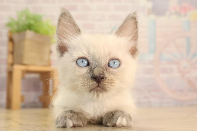 愛知県のラグドール (Coo&RIKU豊橋店/2025年4月19日生まれ/男の子/ブルーポイントミテッド)の子猫の1枚目の画像