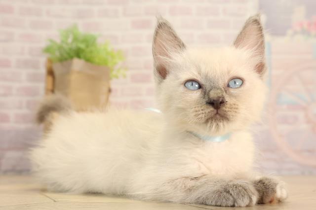 愛知県のラグドール (Coo&RIKU豊橋店/2025年4月19日生まれ/男の子/ブルーポイントミテッド)の子猫の2枚目の画像