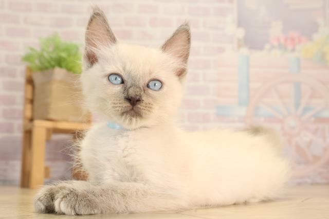愛知県のラグドール (Coo&RIKU豊橋店/2025年4月19日生まれ/男の子/ブルーポイントミテッド)の子猫の3枚目の画像