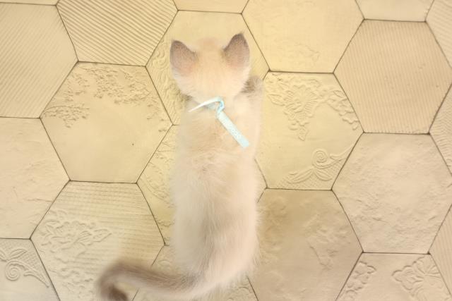 愛知県のラグドール (Coo&RIKU豊橋店/2025年4月19日生まれ/男の子/ブルーポイントミテッド)の子猫の4枚目の画像
