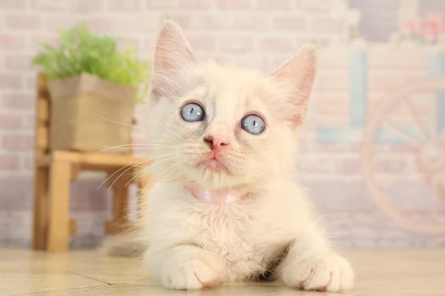 愛知県のラグドール (Coo&RIKU豊田店/2025年4月19日生まれ/女の子/ブルーポイントミテッド)の子猫の1枚目の画像