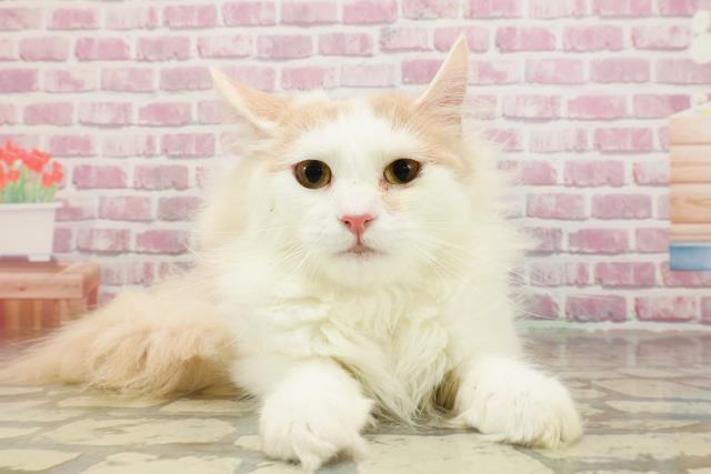 ノルウェージャン・フォレストキャット
