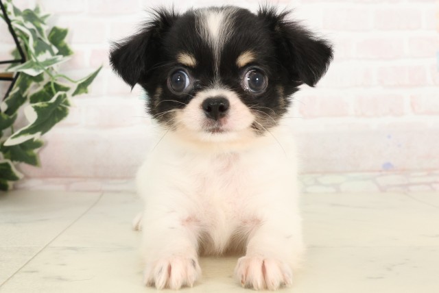 大分県のチワワ(ロング) (Coo&RIKU大分店/2025年4月22日生まれ/男の子/ブラックホワイトタン)の子犬