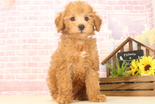 沖縄県のトイプードル(トイ) (Coo&RIKU石垣店/2025年4月22日生まれ/男の子/アプリコット)の子犬の1枚目の画像