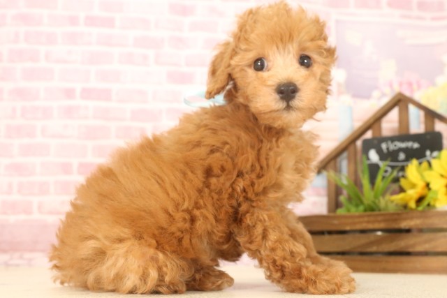沖縄県のトイプードル(トイ) (Coo&RIKU石垣店/2025年4月22日生まれ/男の子/アプリコット)の子犬の2枚目の画像
