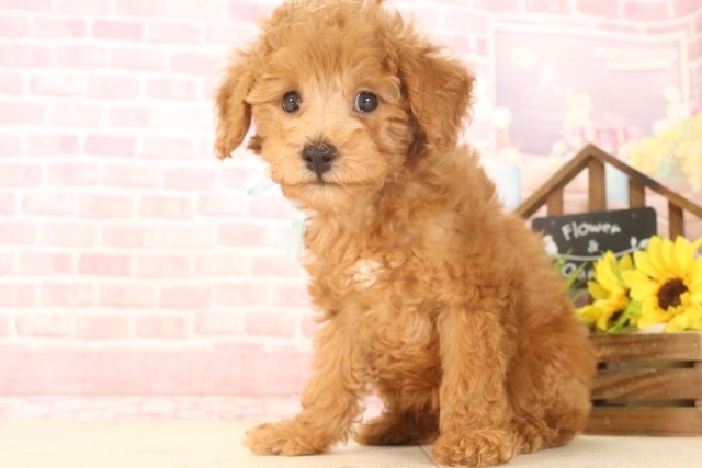 沖縄県のトイプードル(トイ) (Coo&RIKU石垣店/2025年4月22日生まれ/男の子/アプリコット)の子犬の3枚目の画像